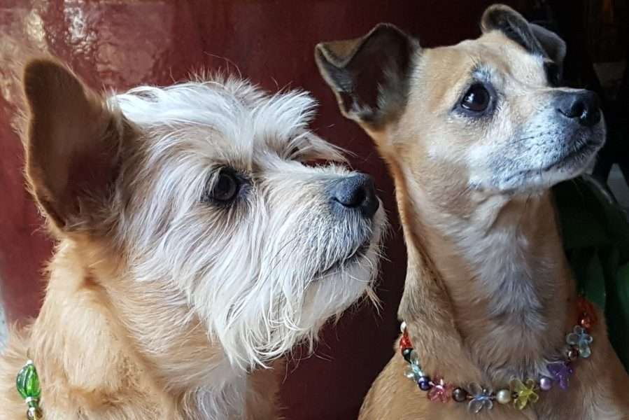 The Games My Dogs Play