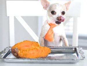 small white dog with sweet potato and peeler