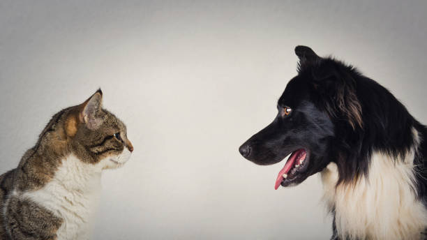 cat and dog talking to one another