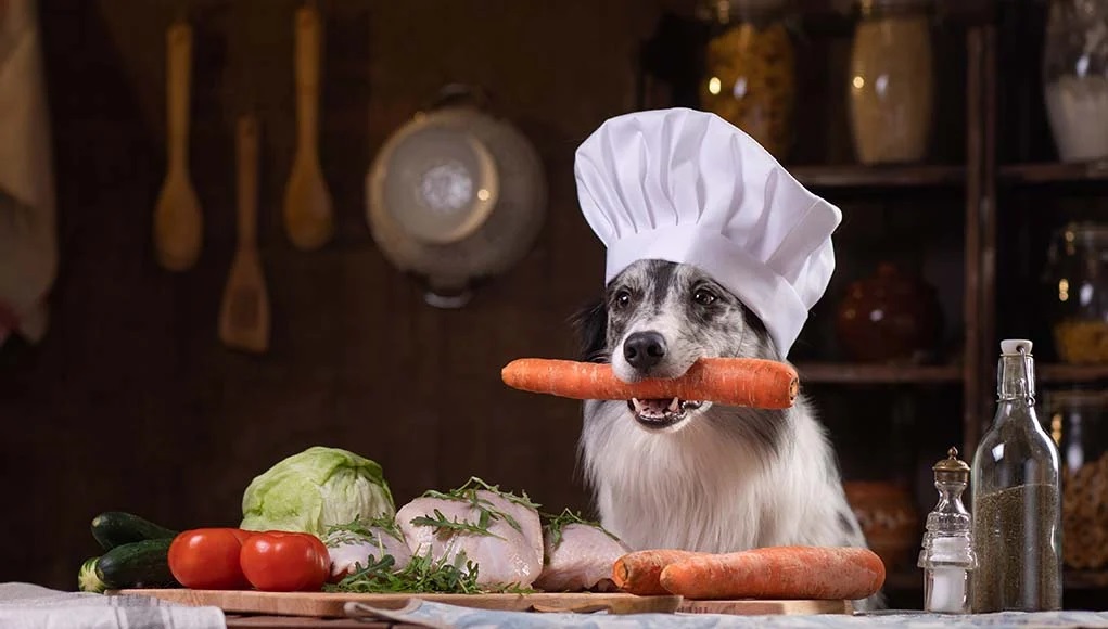 dog in kitchen wearing chef's toque hat with a carrot in his mouth