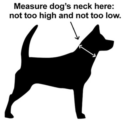 black dog image with where to place tape measure for collar length pet necklace