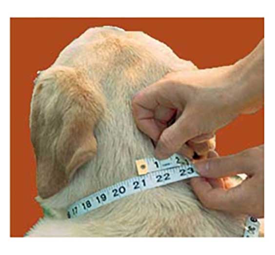 yellow labrador getting neck measured with tape measure for pet necklace