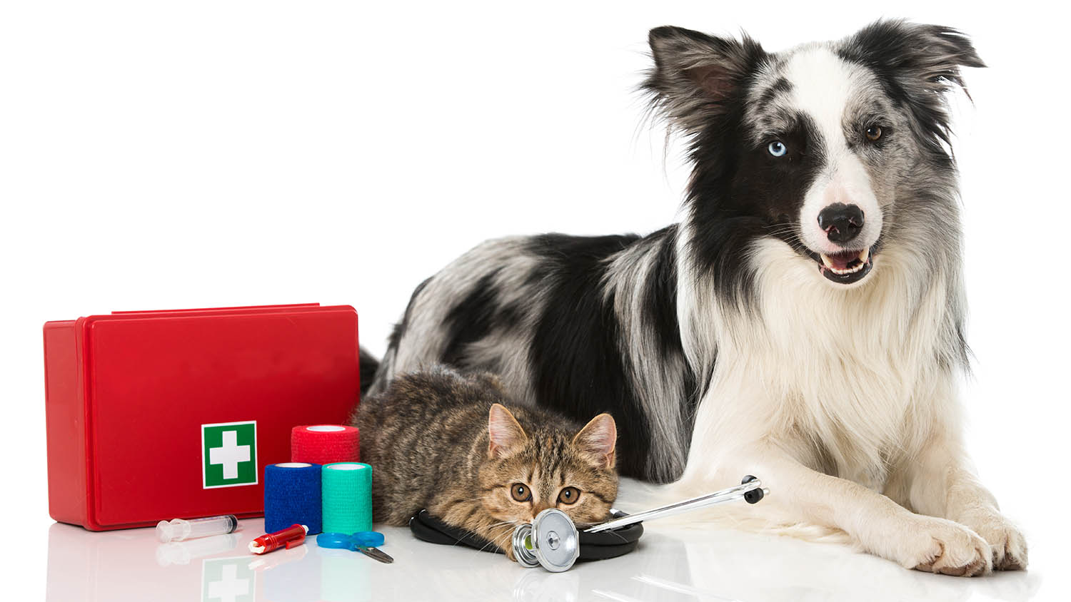 dog and cat on white background with first aid kit