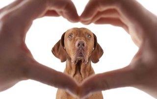 human hands in the shape of a heart framing a brown dog on white background.
