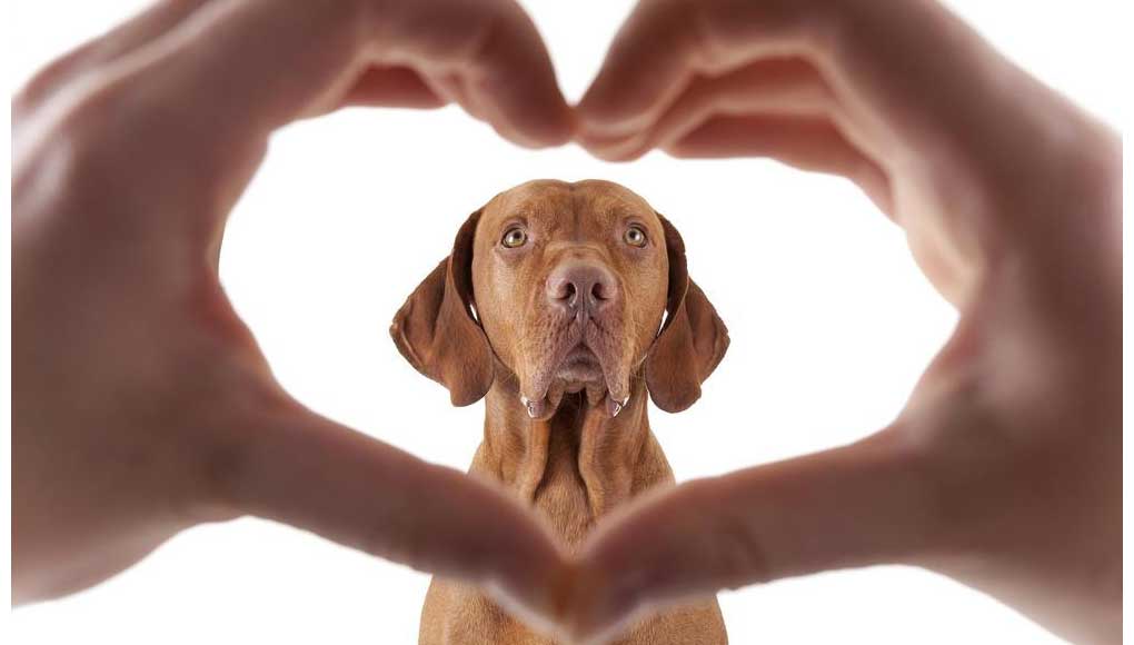 human hands in the shape of a heart framing a brown dog on white background.