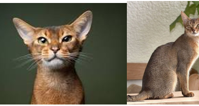 Five Cat Breeds That Are Secretly Dogs in Disguise